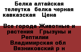 Белка алтайская телеутка, белка черная кавказская › Цена ­ 5 000 - Все города Животные и растения » Грызуны и Рептилии   . Владимирская обл.,Вязниковский р-н